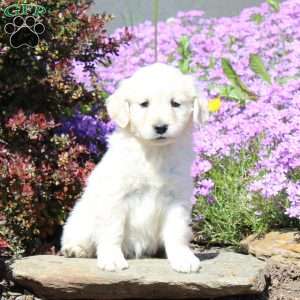 Rachel, Goldendoodle Puppy